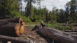 Professional Tree Care in Williston Park, NY