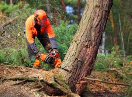 Best Emergency Tree Removal  in Williston Park, NY