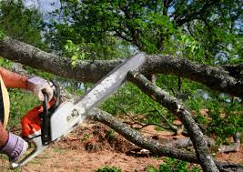 Best Lot and Land Clearing  in Williston Park, NY