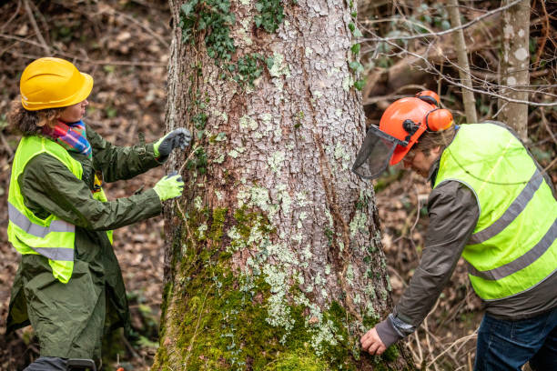 Best Tree Maintenance Programs  in Williston Park, NY
