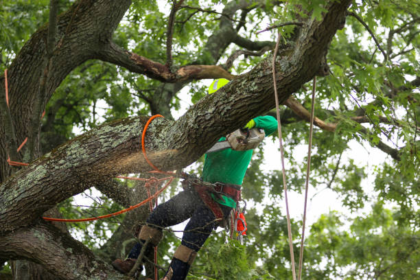 Best Tree Risk Assessment  in Williston Park, NY
