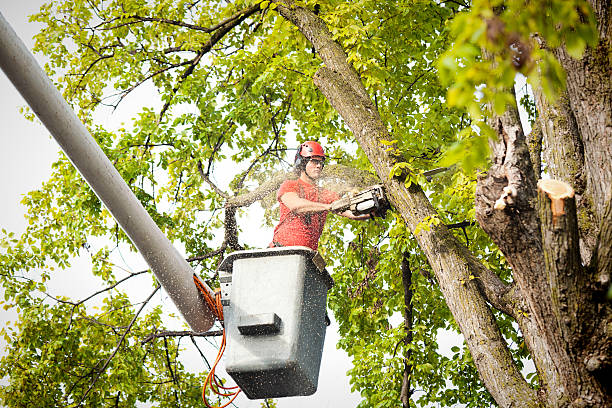 How Our Tree Care Process Works  in  Williston Park, NY